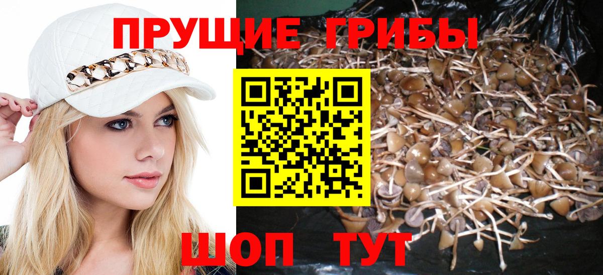 Галлюциногенные грибы Psilocybine cubensis  Вход с VPN  Свободный  Псилоцибиновые грибы прущие грибы 